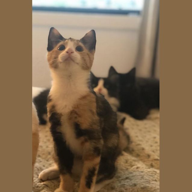 Photo of Nacho 