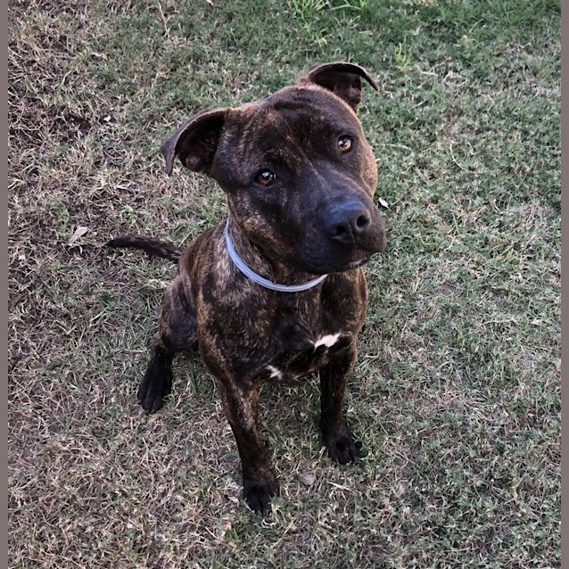 Photo of Buster