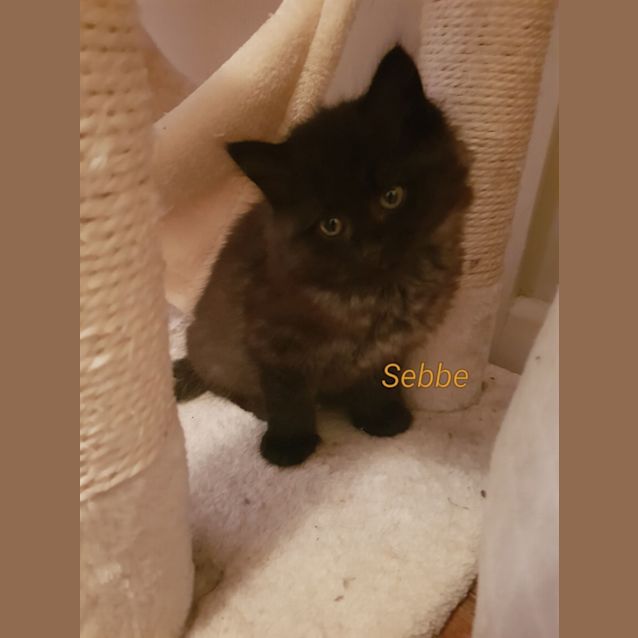 Photo of Sebbe