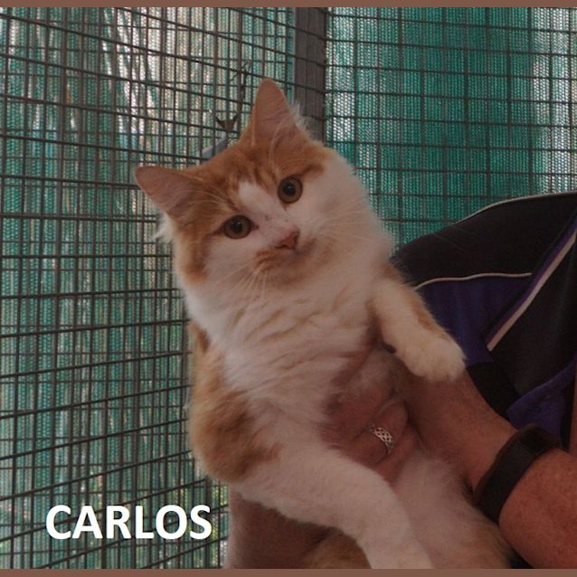 Photo of Carlos