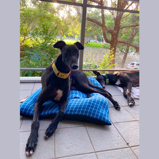 Photo of Elwood (In Foster)