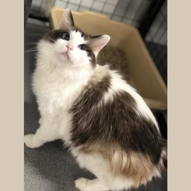 Photo of Chevy