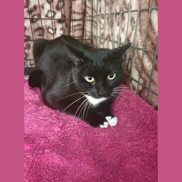 Photo of Nyx (Noodles)