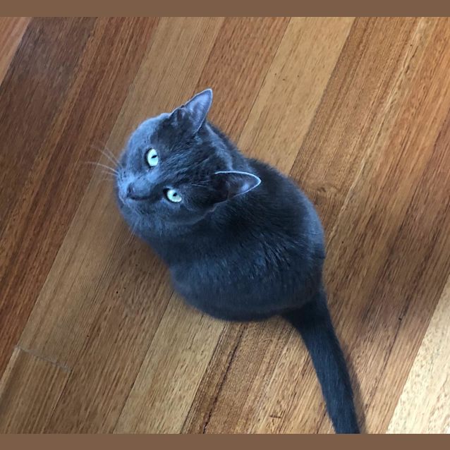 Photo of Shadow ❤