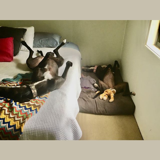 Photo of Orange (In Foster)