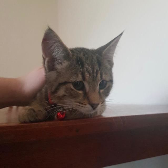 Photo of Lulu