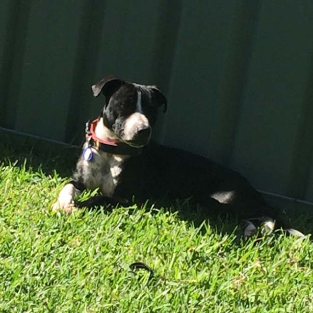 Photo of Sasha ~ Lovely 8mo Staffy X Pup (On Trial 30/4/20)