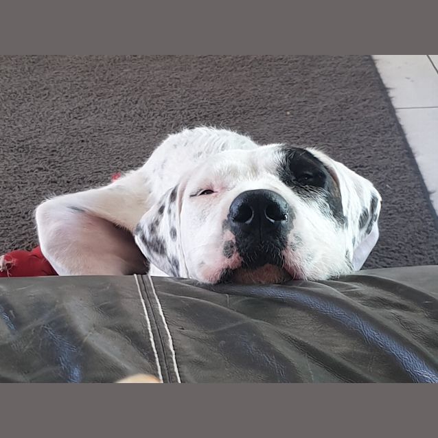 Photo of Nitro