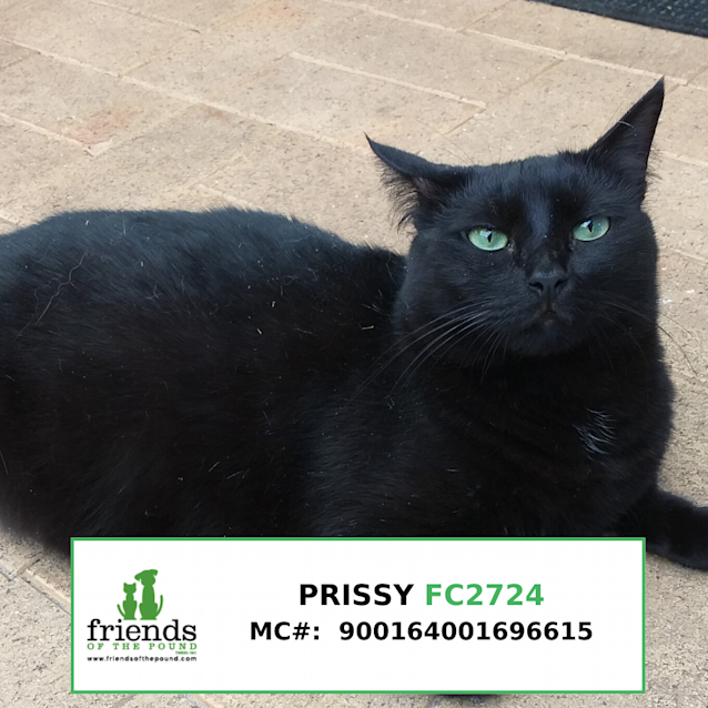 Photo of Prissy
