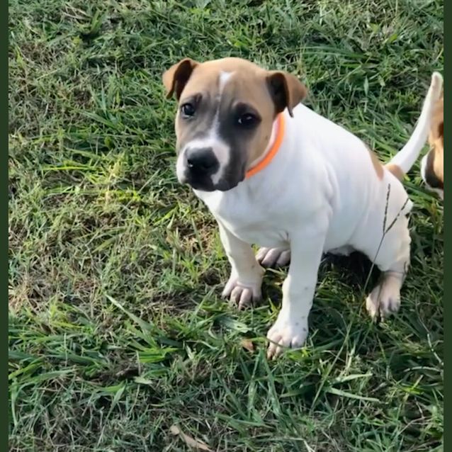 Photo of Roxie