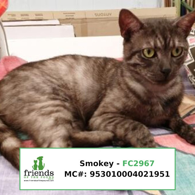 Photo of Smokey