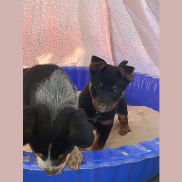 Photo of Tara
