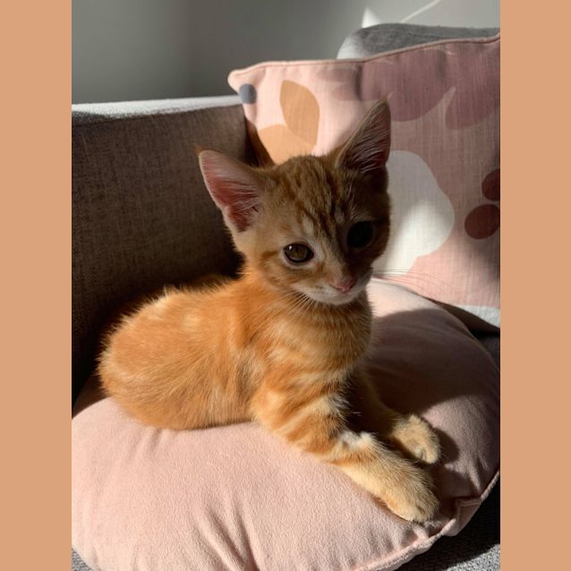 Photo of Angus