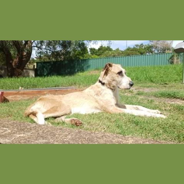 Photo of Queenie