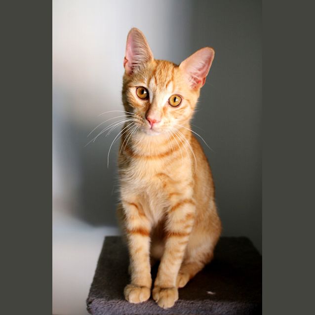 Photo of Billy ~ 6 Month Old Kitten (On Trial 5/5/20)