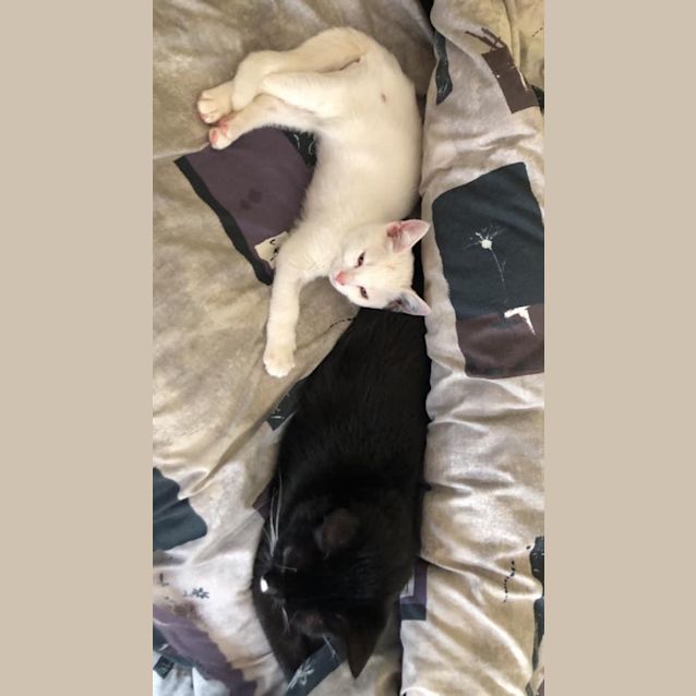 Photo of Casper