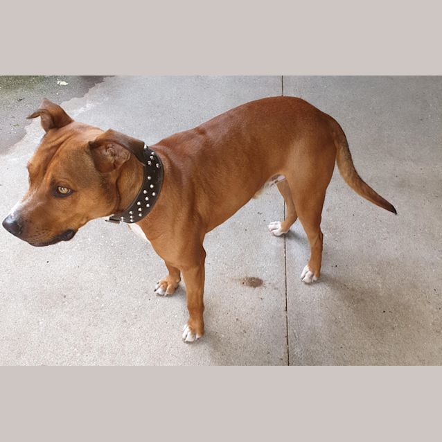 Photo of Humphrey