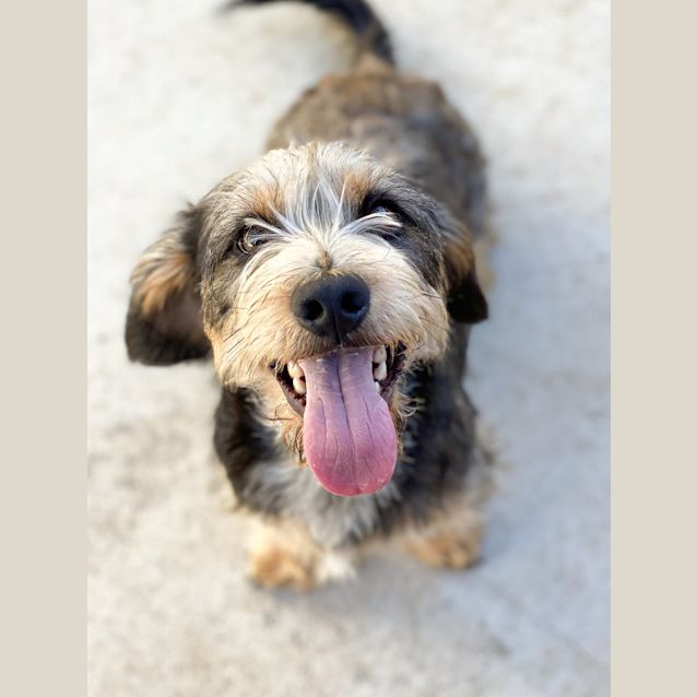 Photo of Ollie