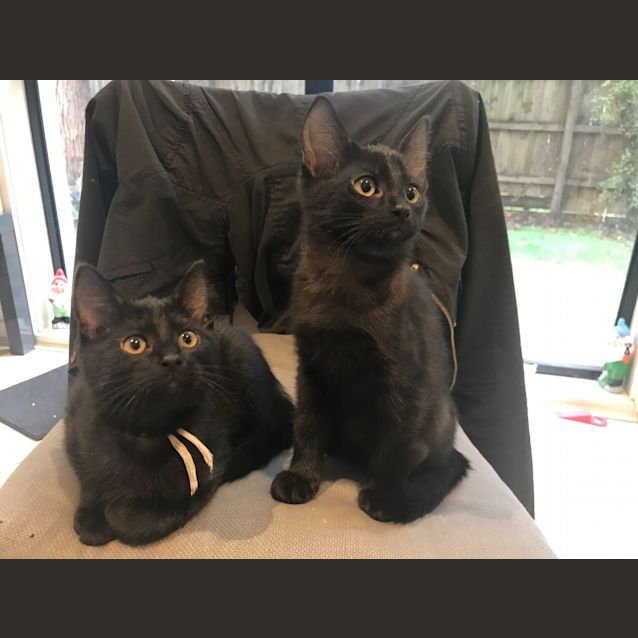 Photo of Smokey