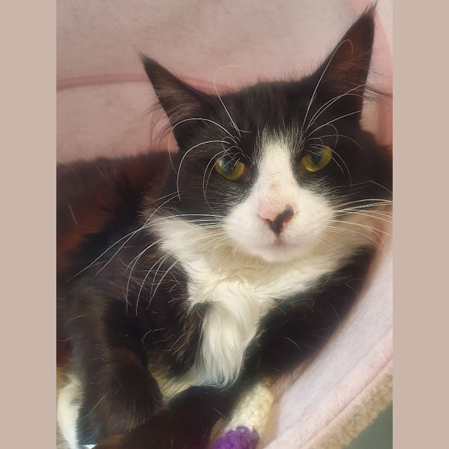 Photo of Mork