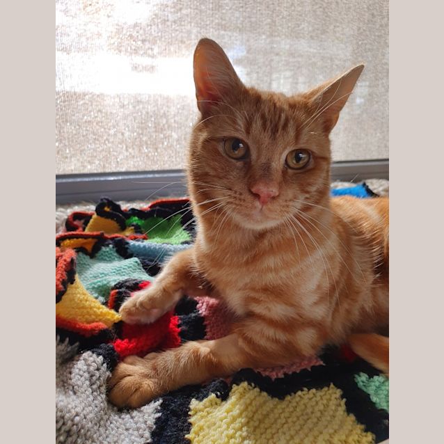 Photo of Pumpkin