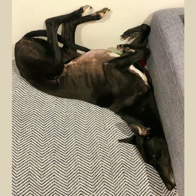 Photo of Robin.   Melbourne