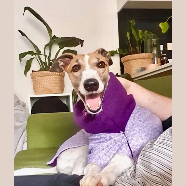 Photo of Brandy.    Melbourne