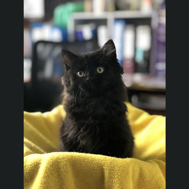 Photo of Cain