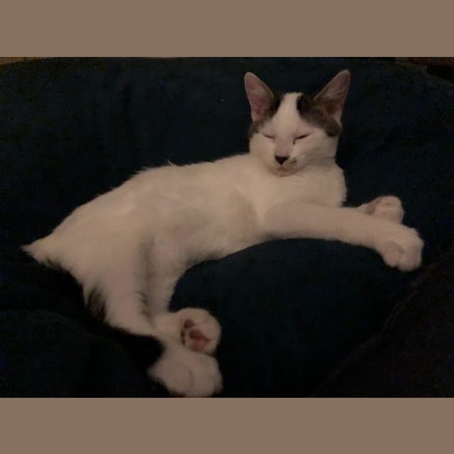 Photo of Fantastic Flynn