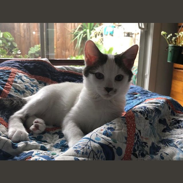 Photo of Fantastic Flynn