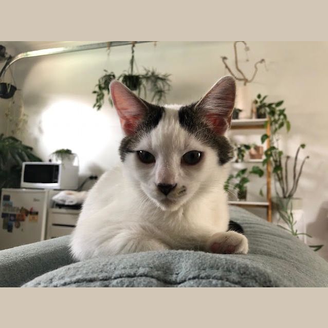 Photo of Fantastic Flynn