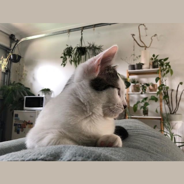 Photo of Fantastic Flynn