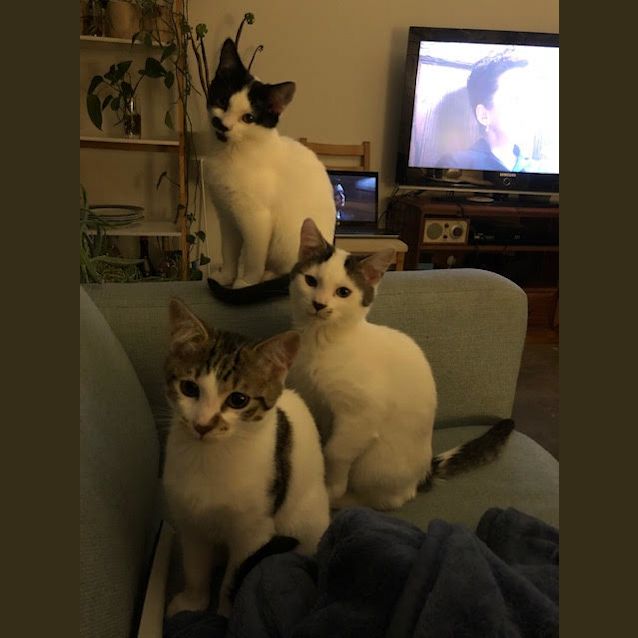 Photo of Fantastic Flynn