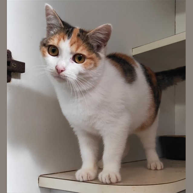 Photo of Piper