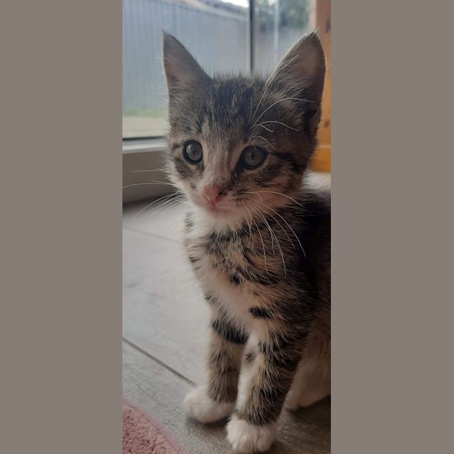 Photo of Shamrock 💖