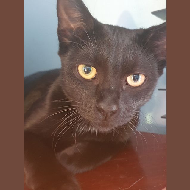 Photo of Enchantress