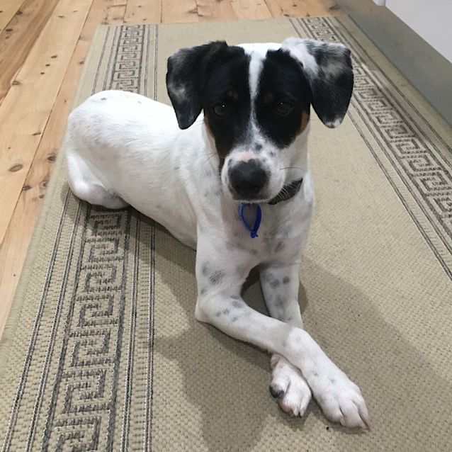 Photo of Bella ~ 12mo Mini Fox Terrier X (On Trial 5/5/20)