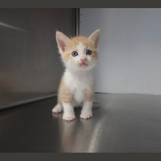 Photo of Chester