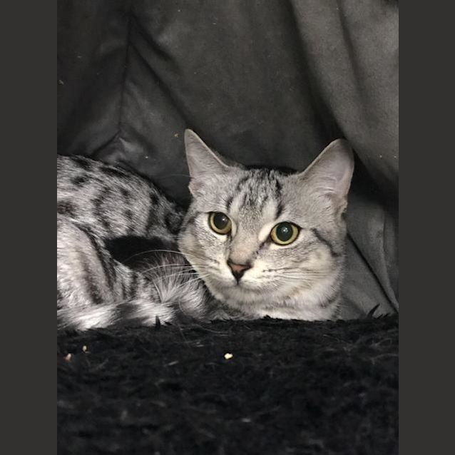 Photo of Smokey