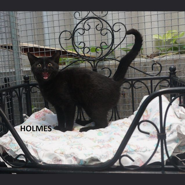 Photo of Holmes