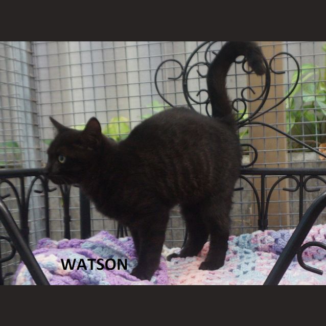 Photo of Watson