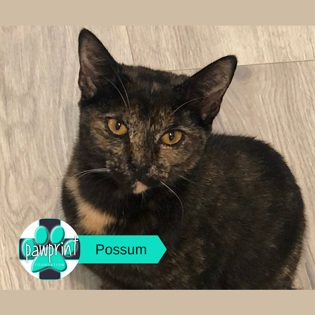 Photo of Possum