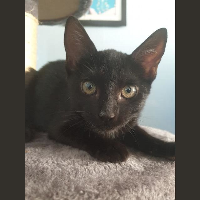 Photo of Gemini