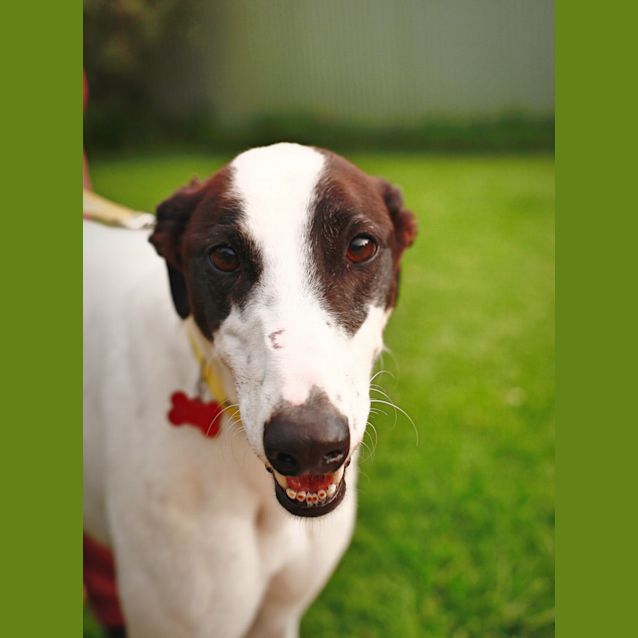 Photo of Pistachio (On Trial)