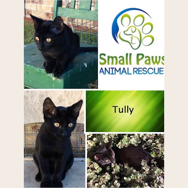 Photo of Tully