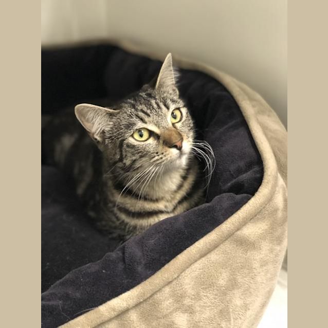Photo of Silver