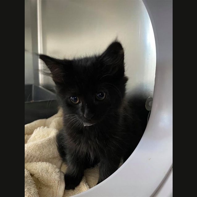 Photo of Raven
