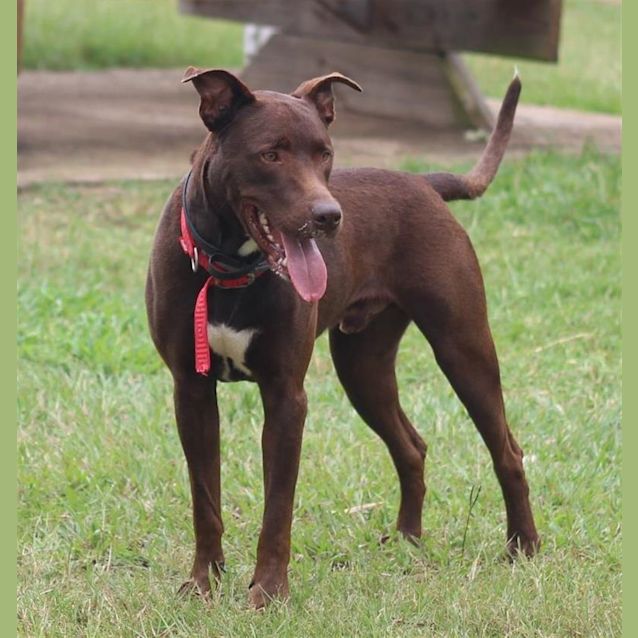 Photo of Buddy