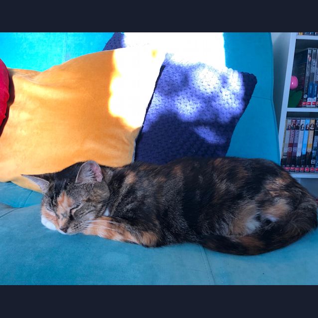 Photo of Jenny ~ Beautiful 10yo Cat (On Trial 08/05/2020)