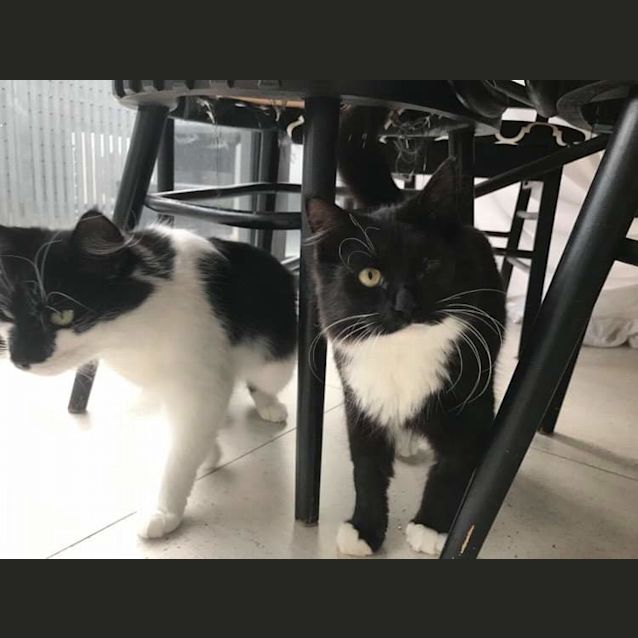 Photo of Kuro & Gigi